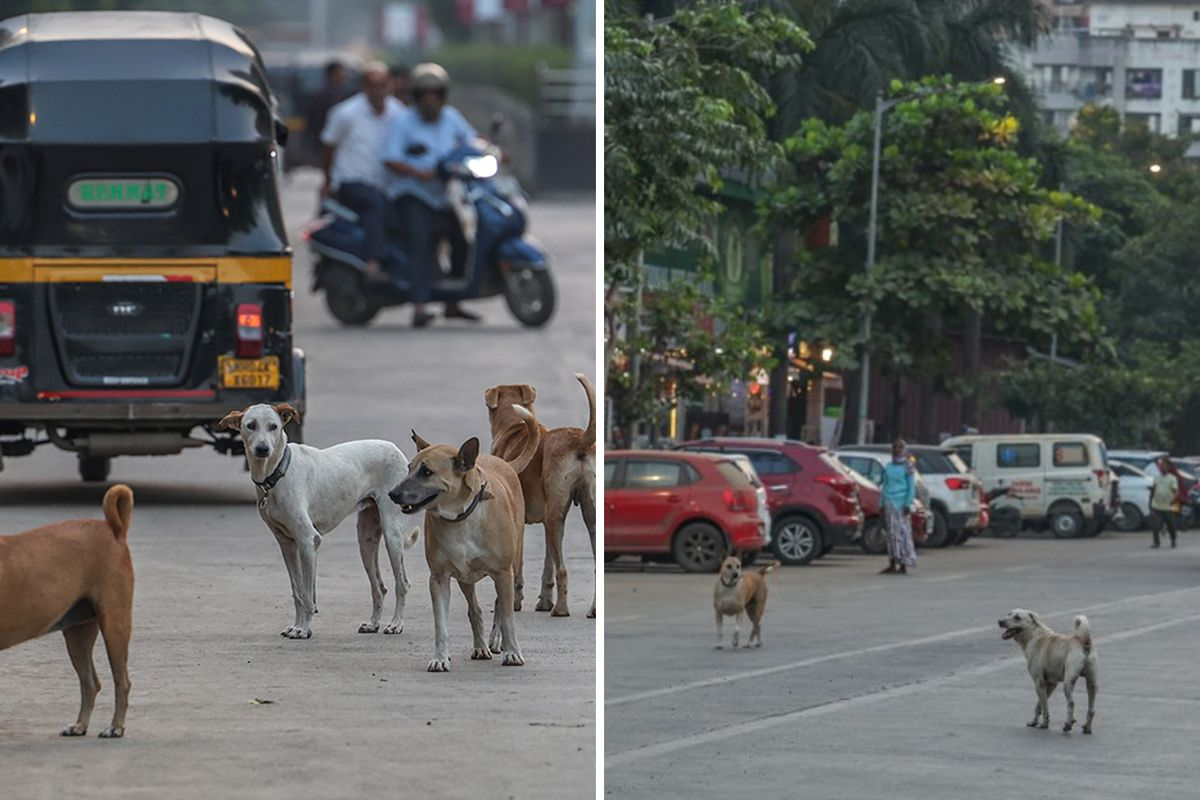 Fransa’nın nüfusu kadar sokak köpeği: Hindistan’da kriz büyüyor